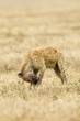 hyena