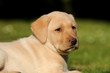 Labrador Welpe