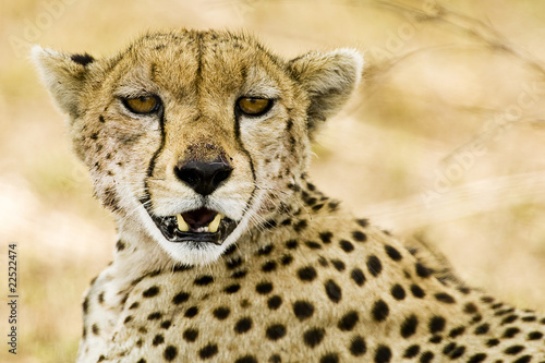 Foto: Cheetah Cheetah