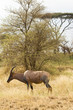 Wild African Topi Animal