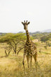 Wild African Giraffe