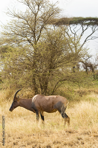 Photo: Wild African Topi Animal Wild African Topi Animal