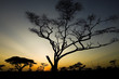 African Sunrise