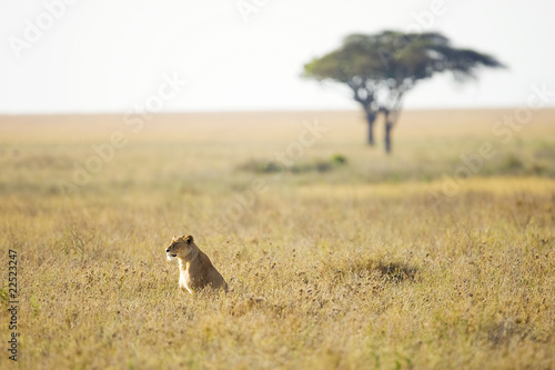 Photo: Wild African Lion in Savannah Wild African Lion in Savannah