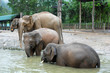 group of elephant eating coconut at the pond group of elephant eating coconut at the pond