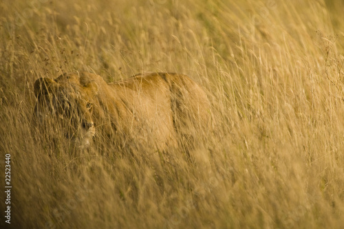 Photo: Lion Lion
