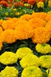 colorful flowers ready for sale colorful flowers ready for sale