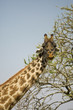 Wild Giraffe