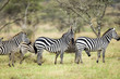 Zebra Herd