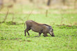 Warthog