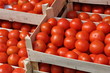 Tomatoes in crates ready for distribution Tomatoes in crates ready for distribution