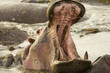 wild hippo