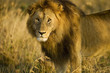 Wild Lion