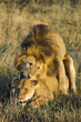Lion Sex