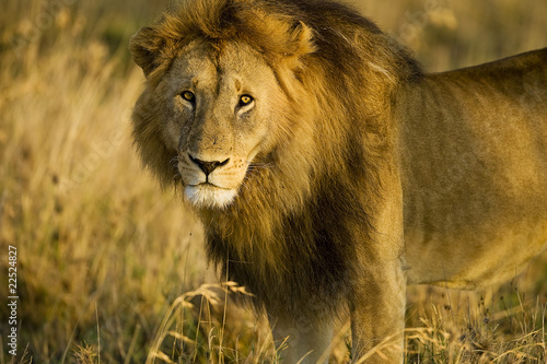 Photo: Wild Lion Wild Lion
