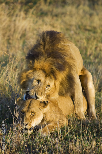 Photo: Lion Sex Lion Sex