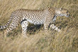 Cheetah stalking her prey