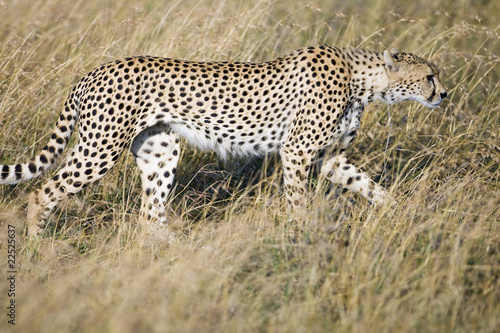 Photo: Cheetah stalking her prey Cheetah stalking her prey