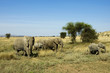 Wild Elephant Herd