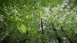 En forêt