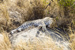 Sleeping Leopard