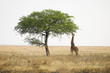 African Savannah