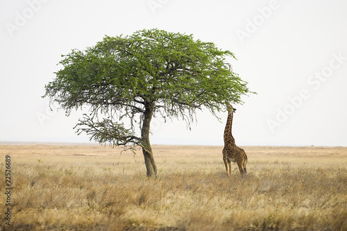 Photo: African Savannah African Savannah