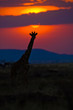 Giraffe silhouette