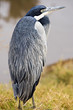 Blue Heron