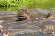 Hippo Pool