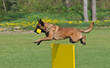 malinois in action
