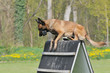 malinois in action