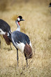 crowned crane