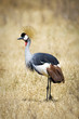 Wild African Crown Crane Bird
