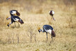 Flock of African Grey Crowned Crane Birds
