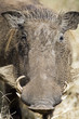 Wild African Warthog