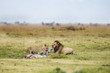 Lion Kill