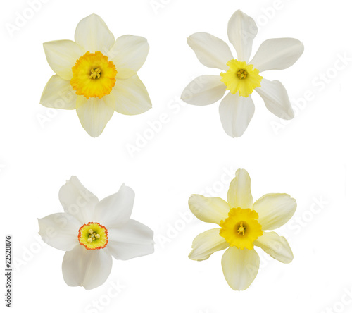 Foto: daffodils daffodils
