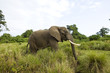 Wild African Elephant