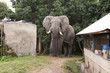 Large Elephant invades camp site