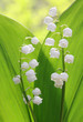 lily of the valley