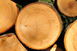 Strukturen eines Baumes