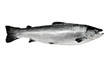 Big salmon fish isolated