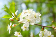 Cherry blossom flowers in spring