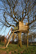 Cabane dans l'arbre