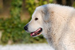 Kuvasz