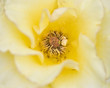 flor2 flor2