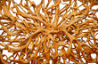 artistic composition with the tree roots artistic composition with the tree roots
