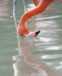 male adult caribbean flamingo washing head in lake