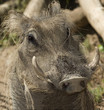 unusual looking african warthog close up, kenya, africa unusual looking african warthog close up, kenya, africa